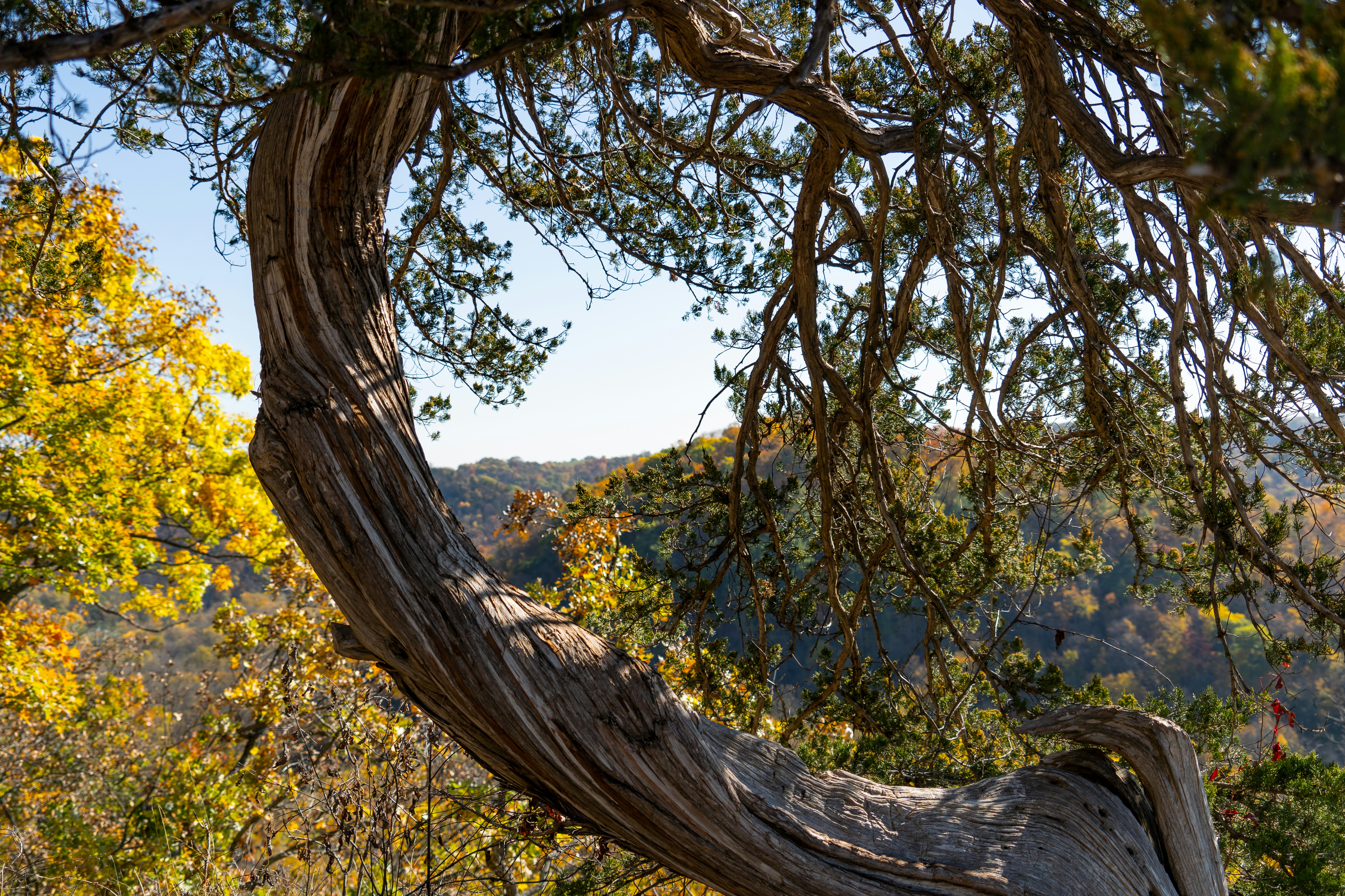 a tree with a curved branch in the middle of a forest