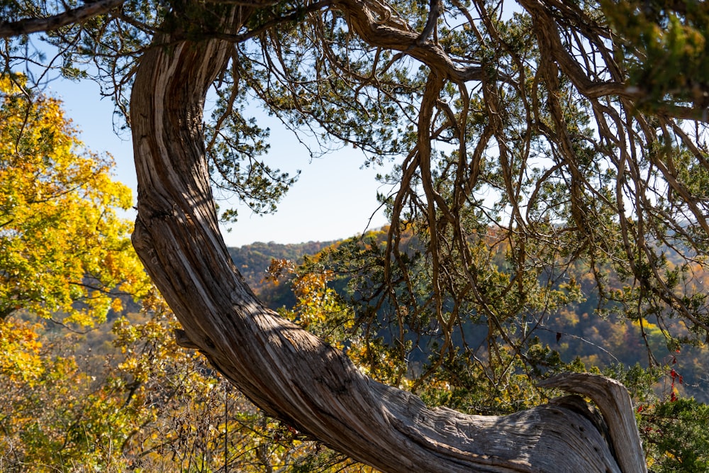 a tree with a curved branch in the middle of a forest