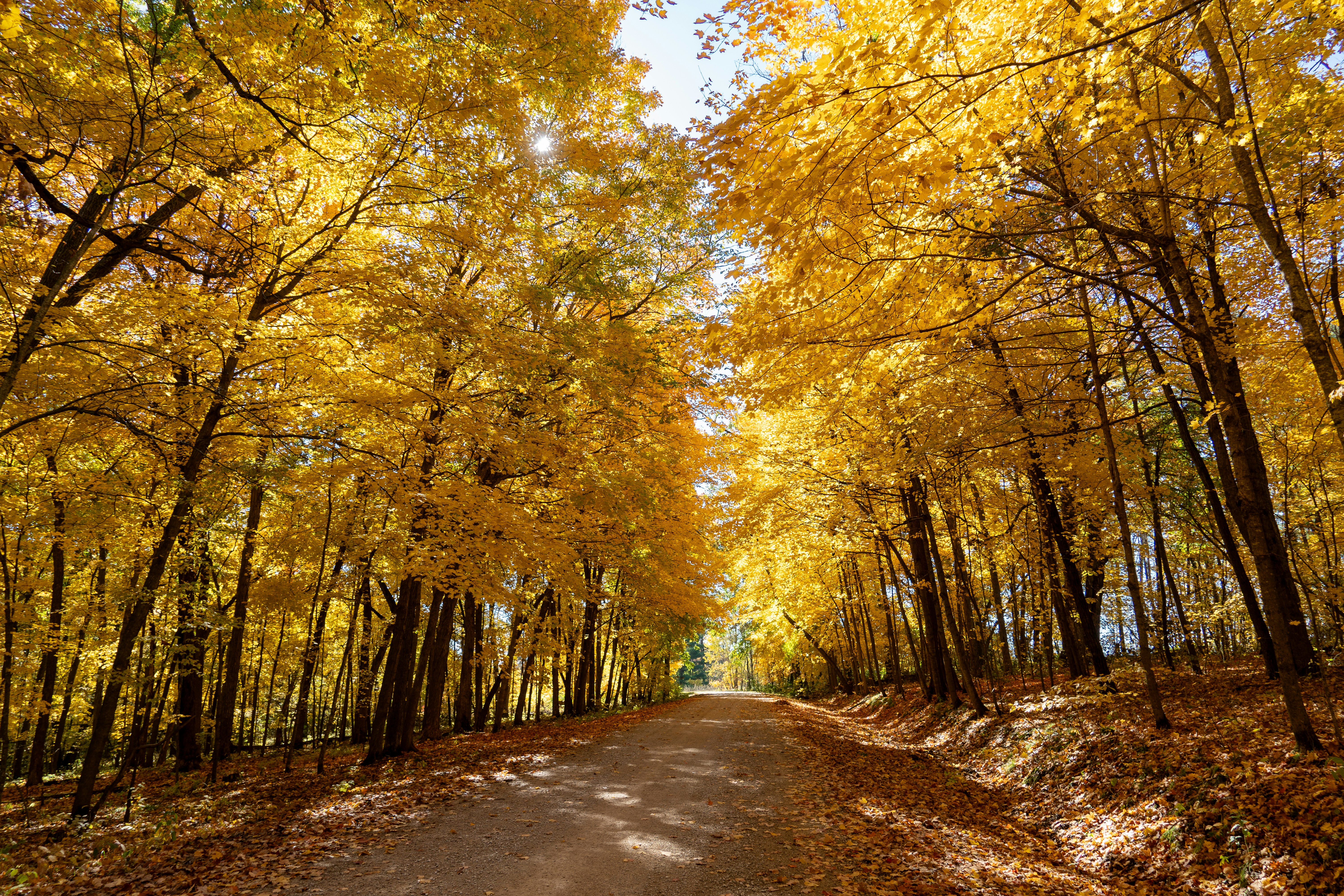 a dirt road surrounded by trees with yellow leaves
