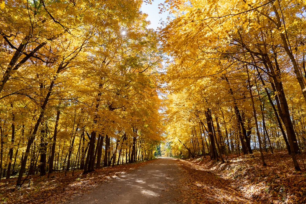 a dirt road surrounded by trees with yellow leaves