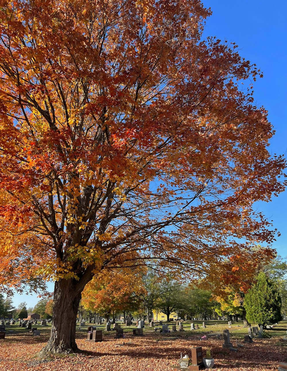 a tree with orange leaves in a cemetery