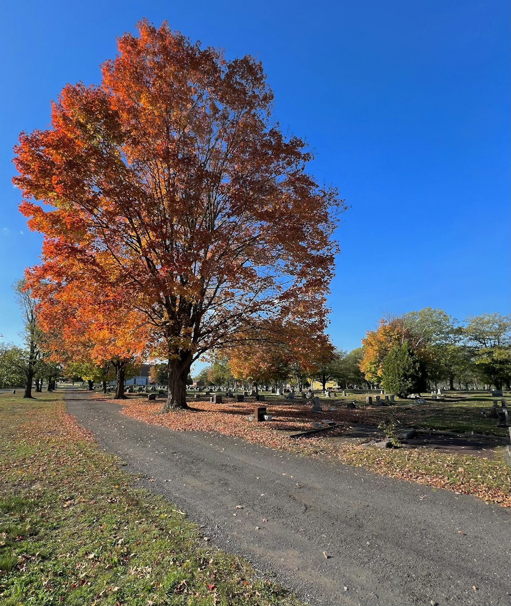 a tree with orange leaves on the side of a road