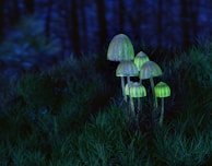 Artistic environment shot of a dark forest level illuminated by glowing mushrooms.
