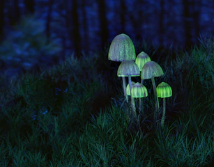 A watercolor illustration of a mystical forest with glowing mushrooms and delicate plants.