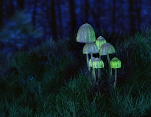 An alien forest glowing softly with bioluminescent plants at dusk.