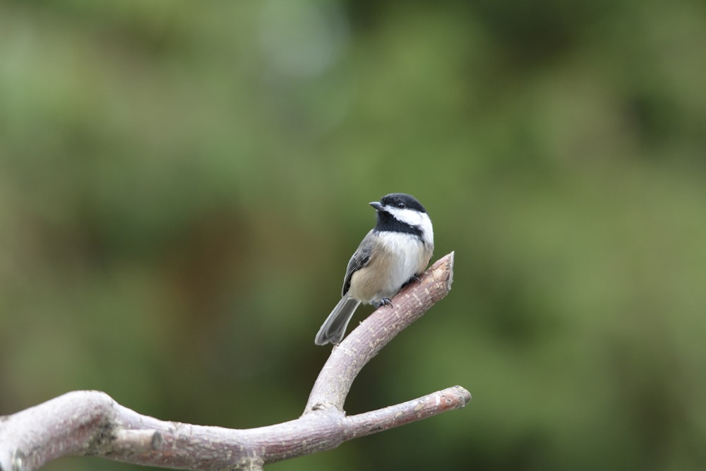 a small bird perched on a branch of a tree