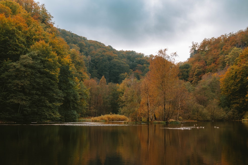 a body of water surrounded by trees