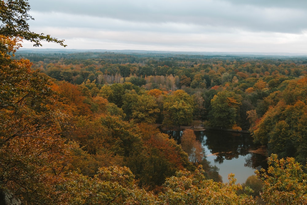 a river surrounded by trees in a forest