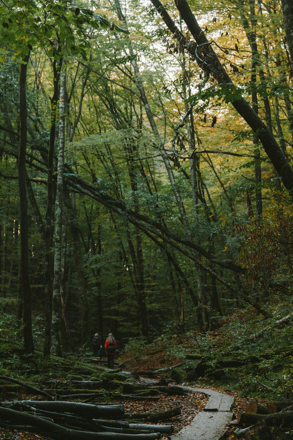 a man walking through a forest filled with lots of trees