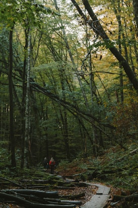 A dense forest scene with tall trees stretching upwards, their branches forming a leafy canopy. A narrow wooden path weaves through the forest floor, covered in fallen leaves and mossy logs. Two people are walking along the path, adding a sense of scale and exploration to the scene.
