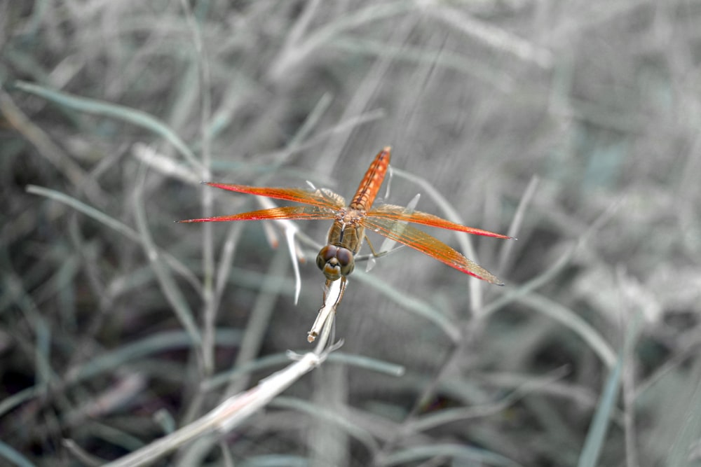 uma libélula sentada em cima de uma lâmina de grama