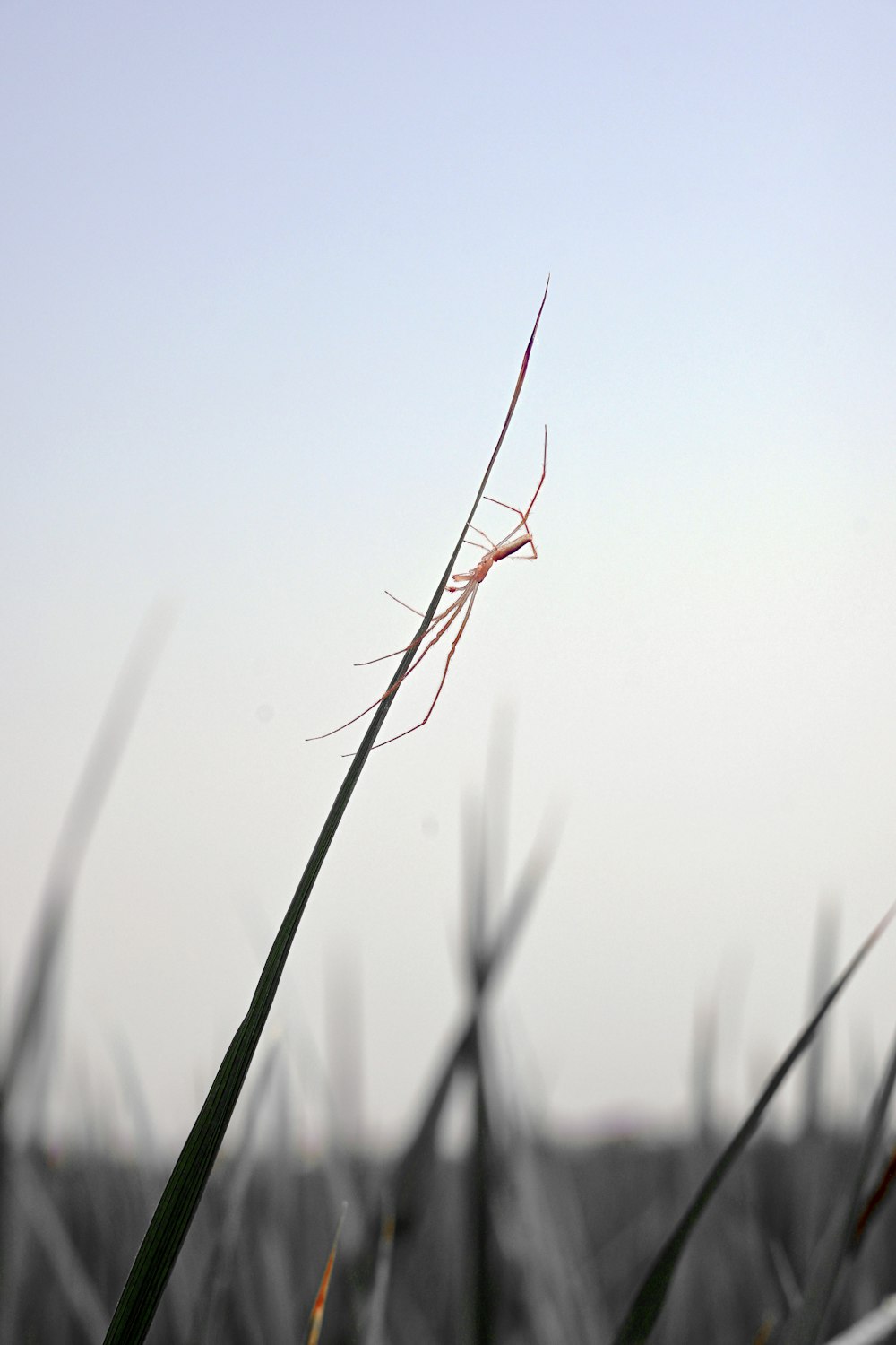 eine hohe Graspflanze mit einem Himmel im Hintergrund