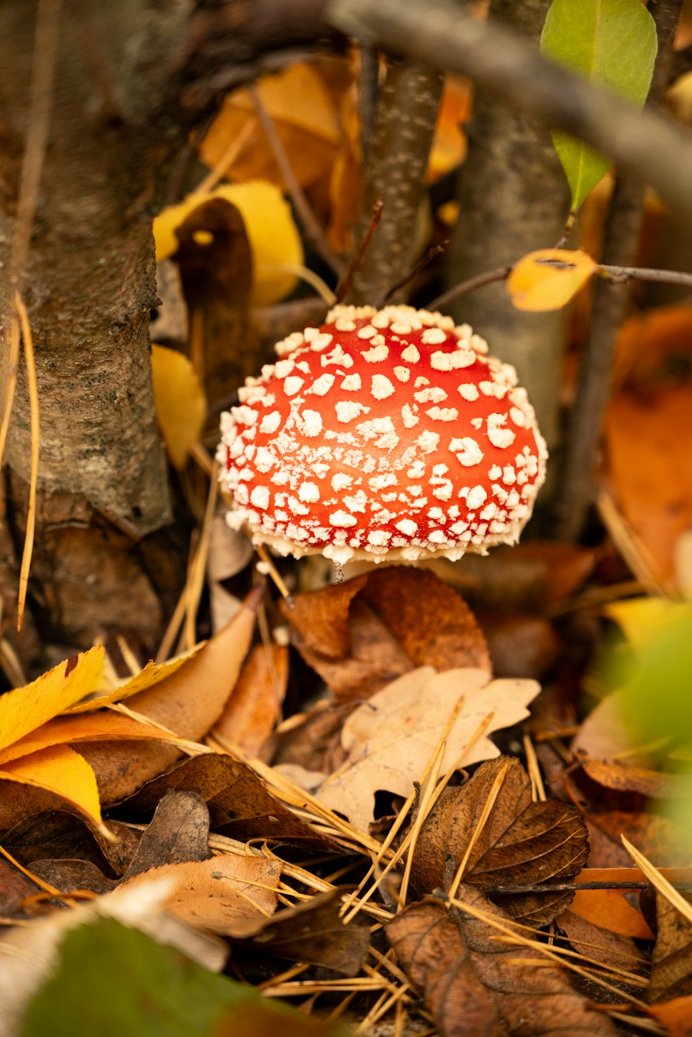 a red and white mushroom sitting on top of leaves