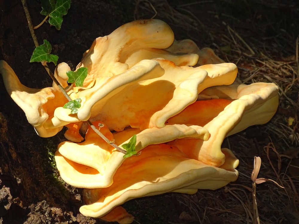 a group of mushrooms growing on the ground