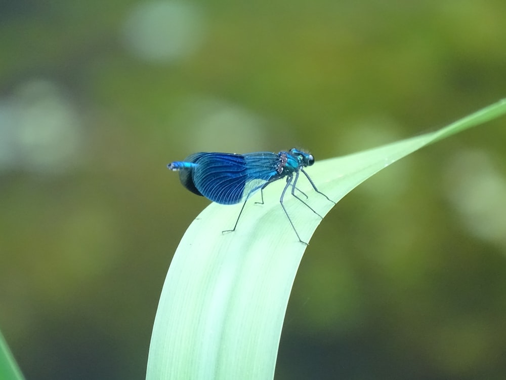 a blue insect sitting on top of a green leaf