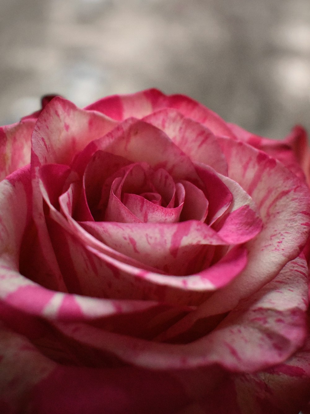 a close up of a pink rose on a table