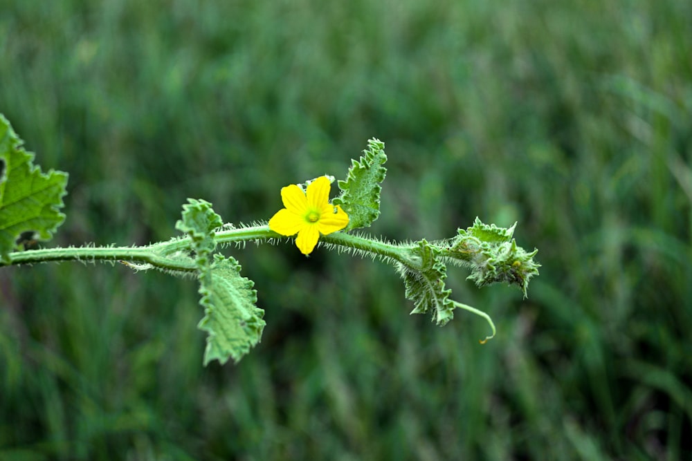 a close up of a yellow flower on a plant