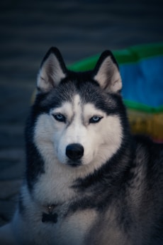 A Siberian Husky with striking blue eyes and a thick, fluffy coat is captured in a close-up shot. The dog's fur is a mix of black, white, and grey, and it wears a black collar. In the blurred background, there's a hint of colorful objects, possibly a toy or decoration.