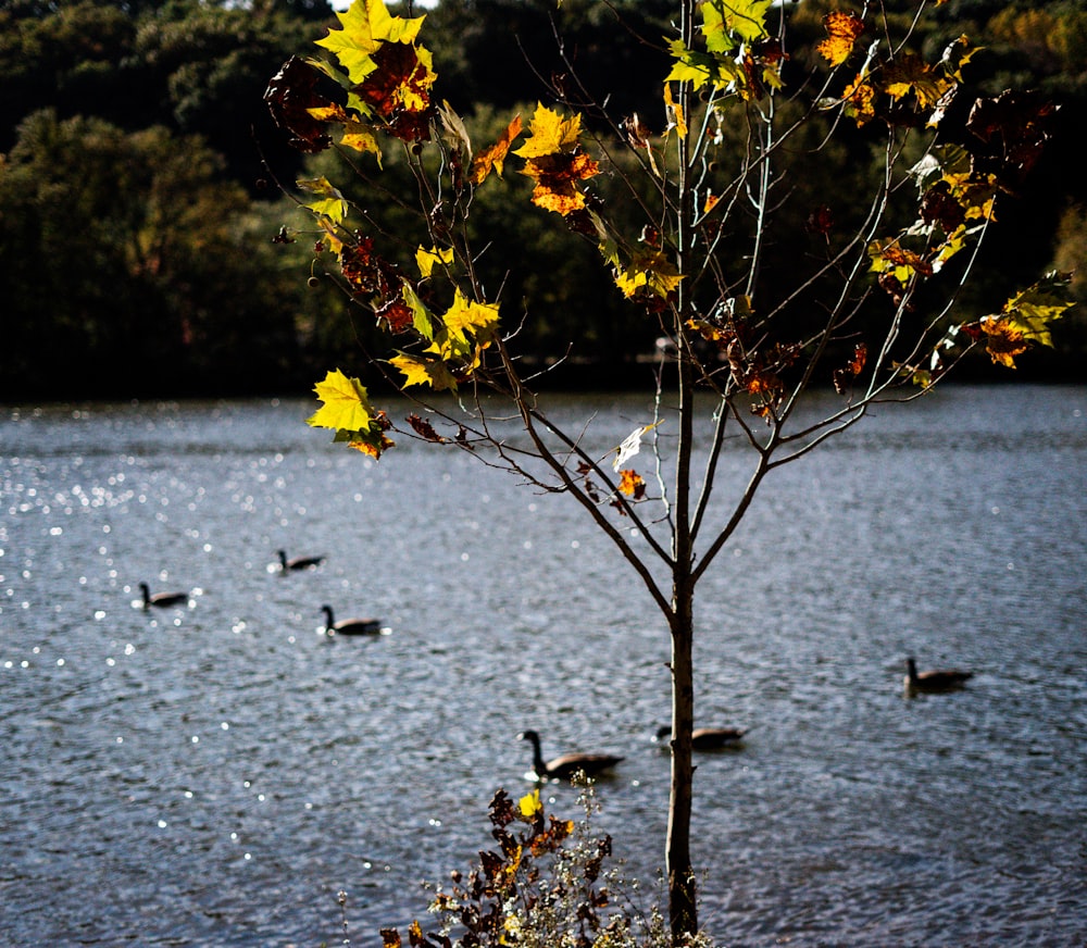 a flock of ducks floating on top of a lake next to a tree