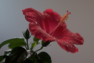 Close-up of a deep red hibiscus flower with morning dew drops