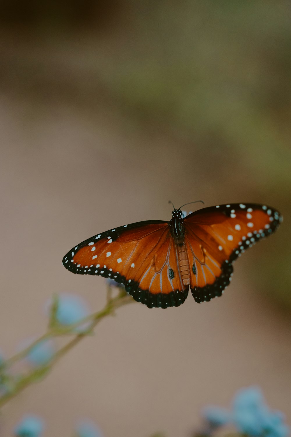 a close up of a butterfly on a flower