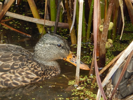 A duck with mottled brown feathers and a speckled beak floats in a shallow water environment. It is surrounded by dense vegetation, including reeds and small floating green plants.
