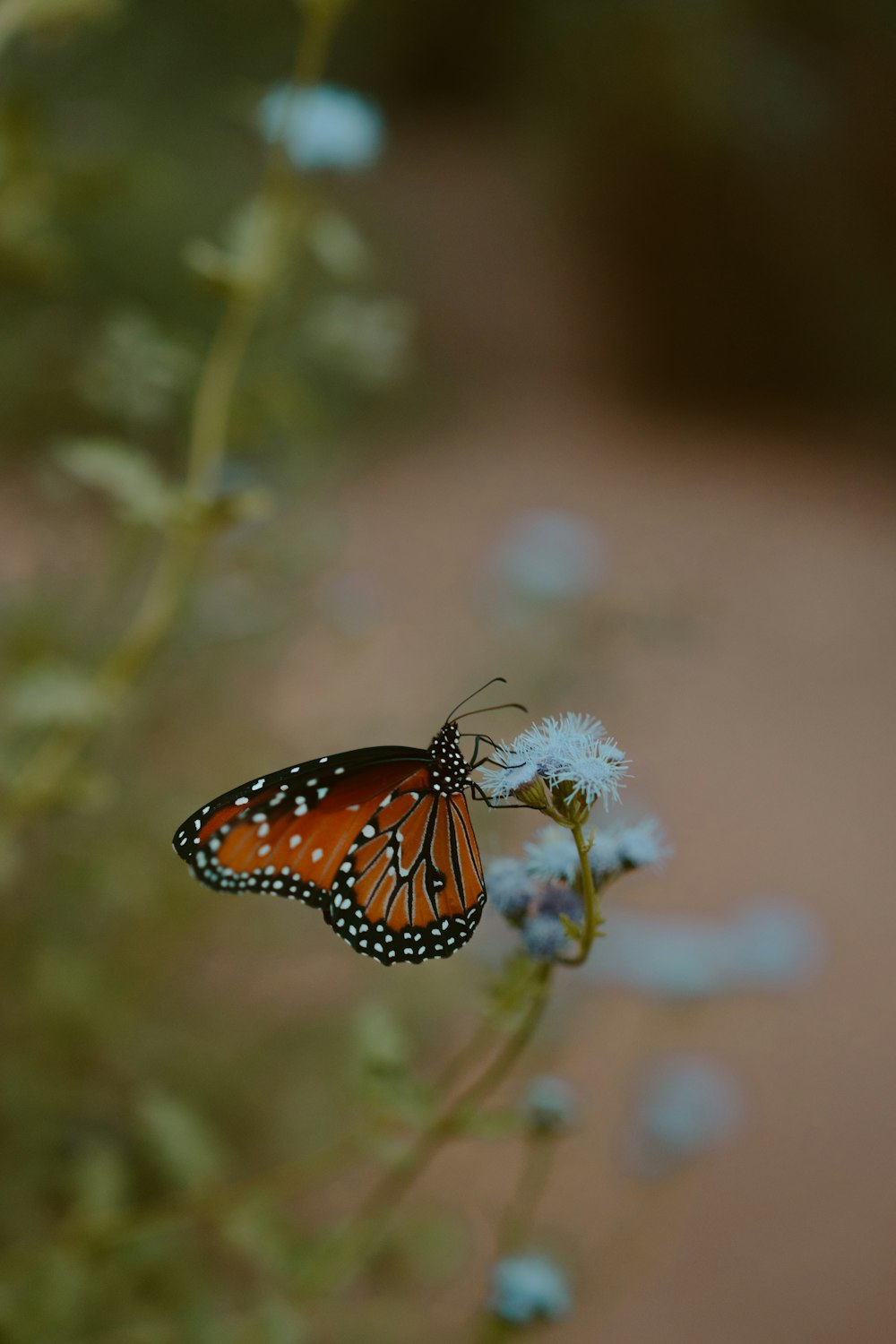 a close up of a butterfly on a flower