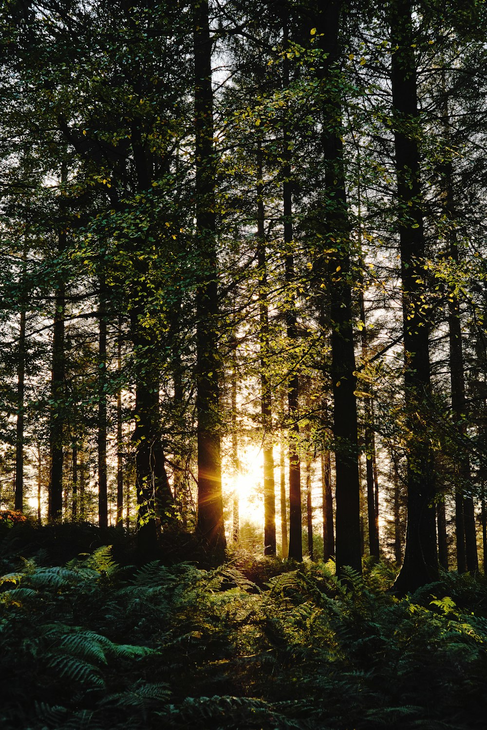 the sun is shining through the trees in the forest