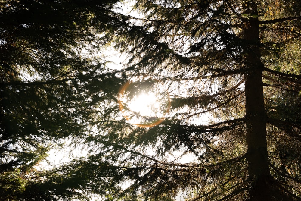 the sun is shining through the trees in the forest