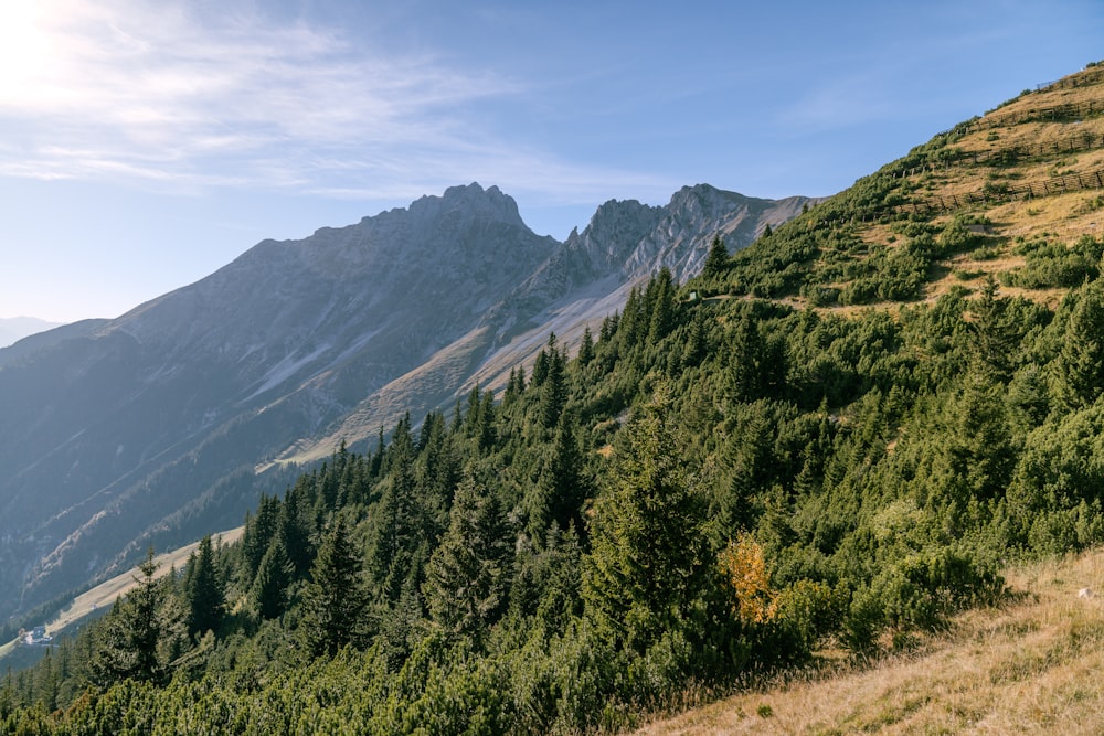 a view of a mountain side with trees on the side