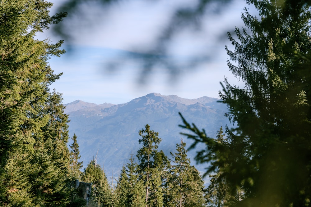 a view of a mountain through some trees