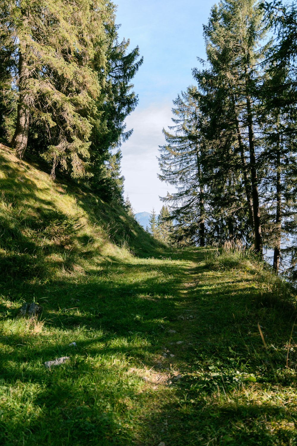 a path in the middle of a forest