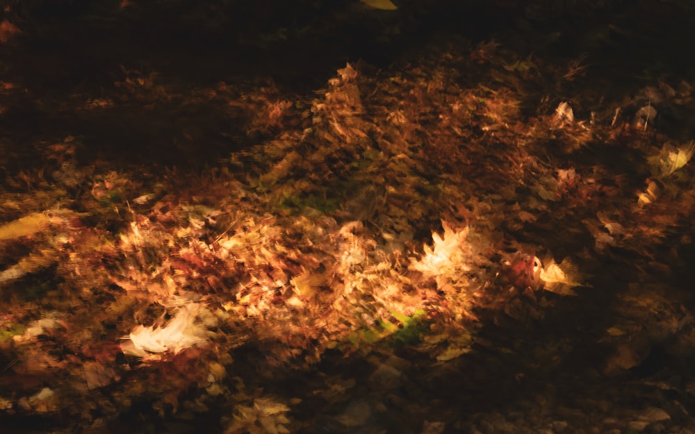 a blurry image of leaves on the ground