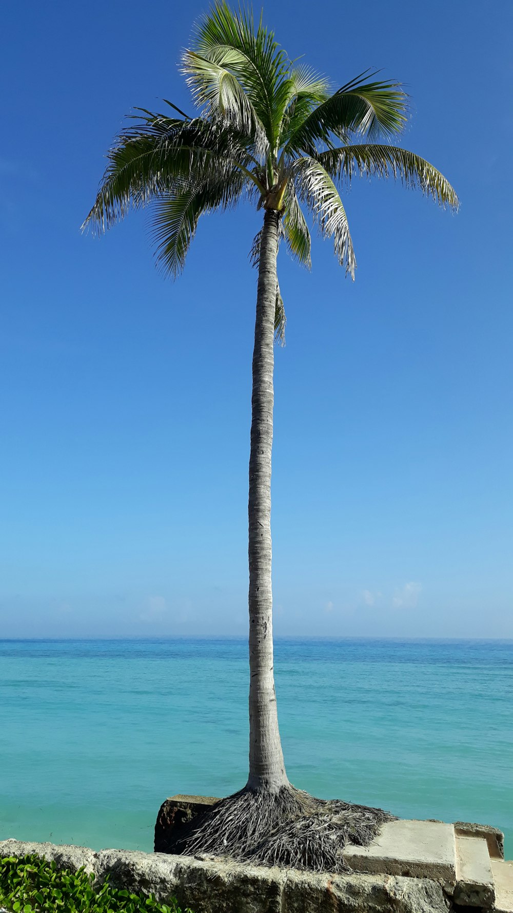 a palm tree on the beach with the ocean in the background