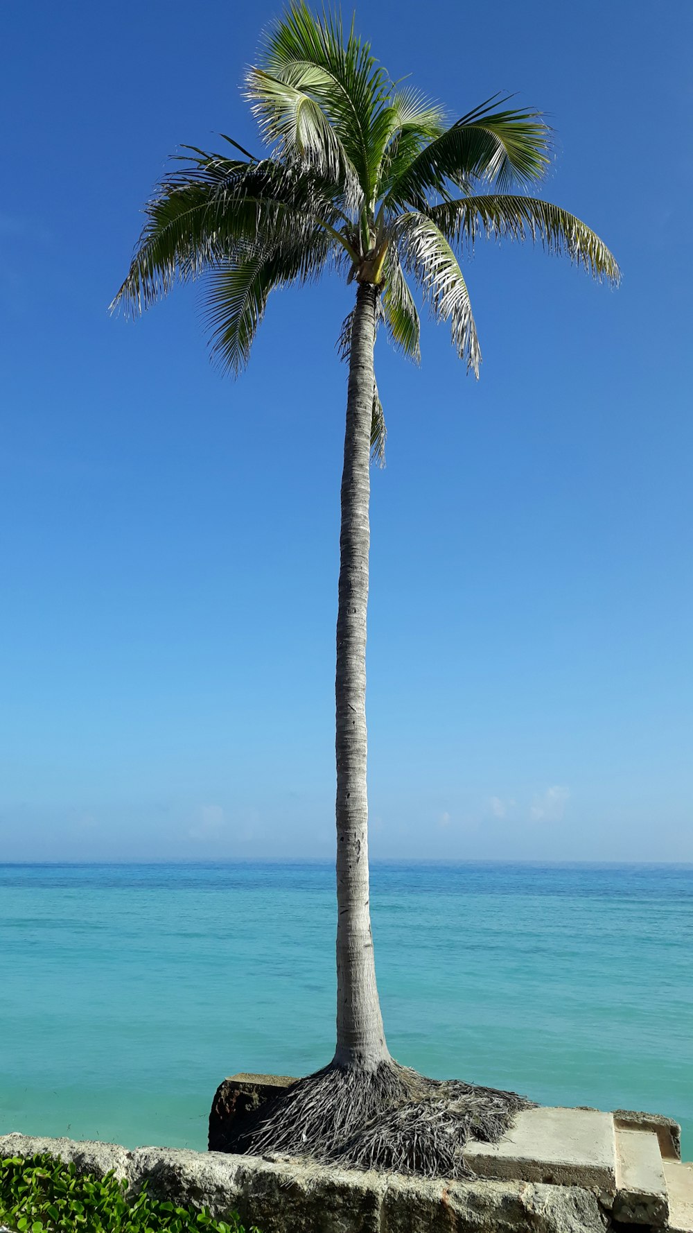 un palmier sur la plage avec l’océan en arrière-plan