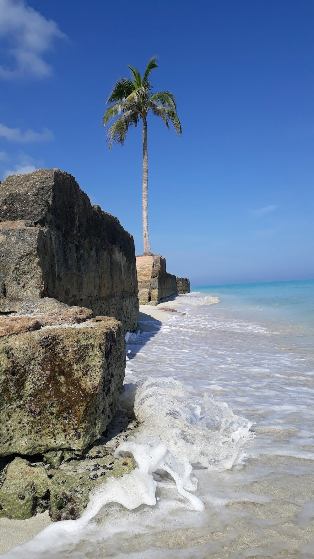 a palm tree on a rocky beach next to the ocean