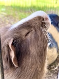 A close-up view of a guinea pig's head, focusing on its closed eyes, nose, and ear. The animal's brown fur is clearly visible, with white markings on its nose. In the background, there is a blurred view of grass or foliage.