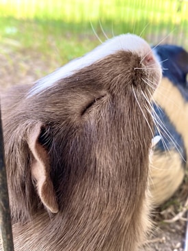 A close-up view of a guinea pig's head, focusing on its closed eyes, nose, and ear. The animal's brown fur is clearly visible, with white markings on its nose. In the background, there is a blurred view of grass or foliage.