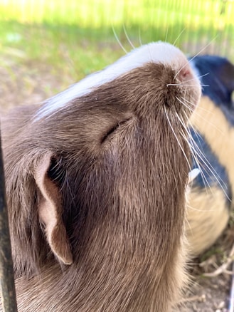 A close-up view of a guinea pig's head, focusing on its closed eyes, nose, and ear. The animal's brown fur is clearly visible, with white markings on its nose. In the background, there is a blurred view of grass or foliage.