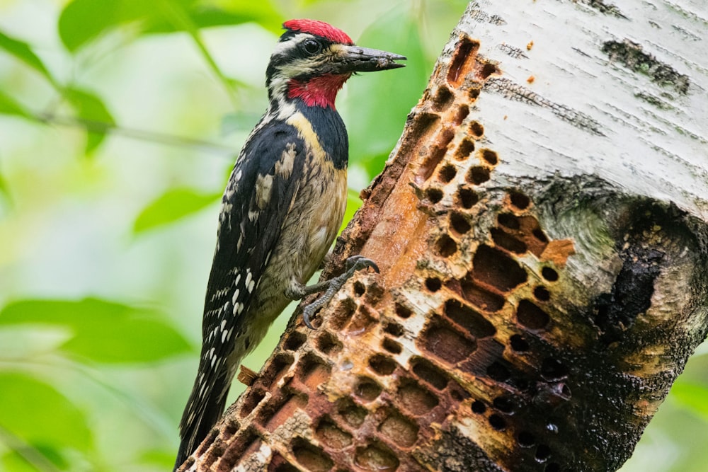 a woodpecker is standing on the side of a tree