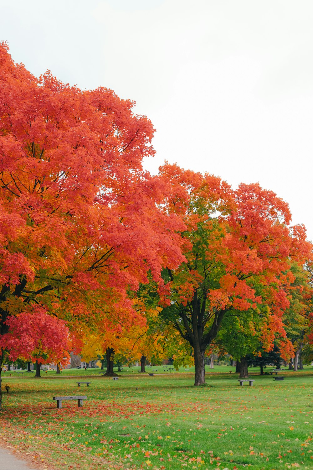 a park filled with lots of trees and green grass