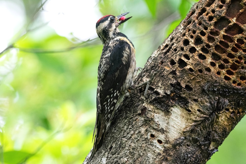 a woodpecker is standing on a tree branch