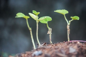 Several small green seedlings with slender stems and young leaves sprout from the brown soil. The background is blurred, bringing focus to the young plants as they grow upwards.