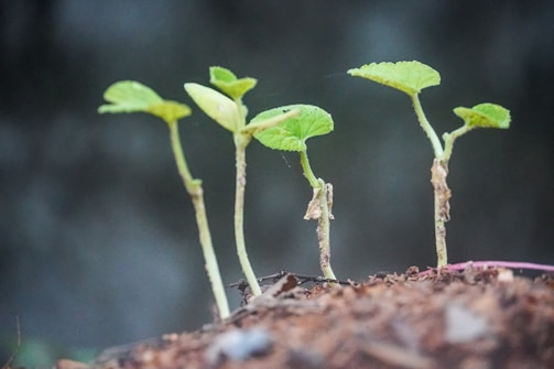 Several small green seedlings with slender stems and young leaves sprout from the brown soil. The background is blurred, bringing focus to the young plants as they grow upwards.
