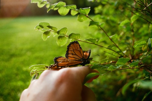 A monarch butterfly gently rests on a person's hand, with lush green leaves from a bush surrounding it. The background is an out-of-focus grassy field, emphasizing a serene natural setting.