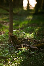 A forest floor bathed in soft, dappled sunlight with a fallen, decaying tree trunk and fresh green foliage. The light filters through the trees, creating a serene, tranquil atmosphere. The ground is covered in green plants and a few small flowers.