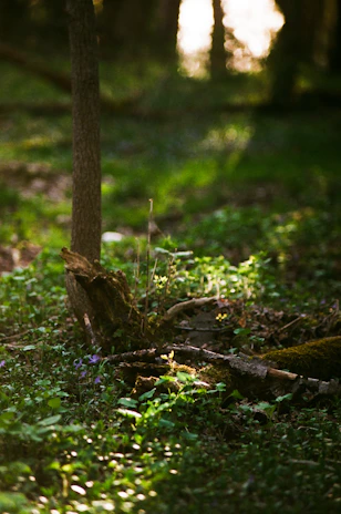 A peaceful forest floor sprinkled with ayurvedic herbs, bathed in dappled sunlight highlighting dew-kissed leaves.