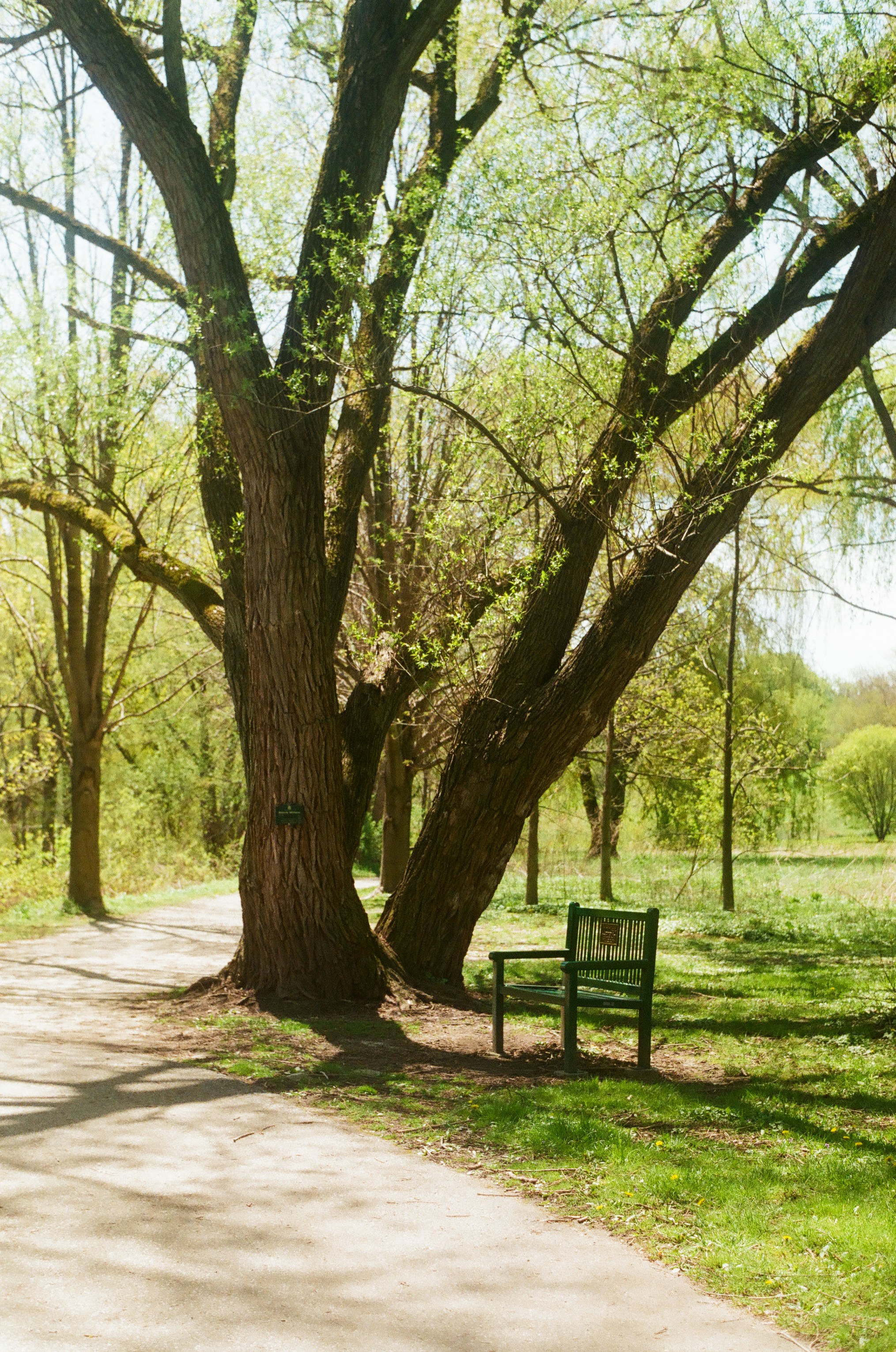 A park bench sitting under a large tree photo – Free Land Image on Unsplash