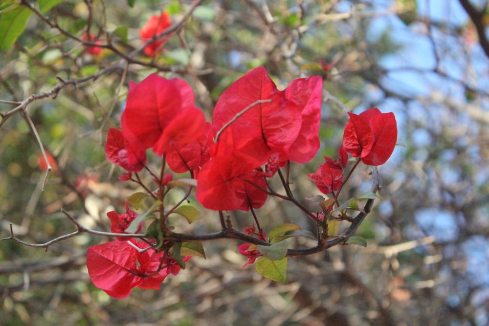 a bunch of red flowers that are on a tree