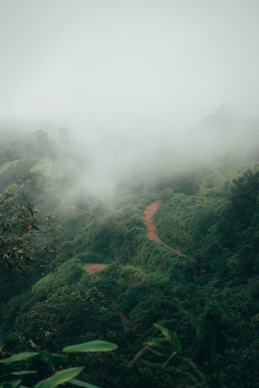 a dirt road in the middle of a lush green forest